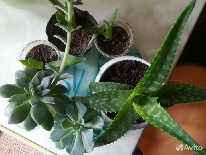 Суккуленты