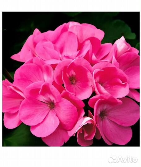 Yodeyma esecia DE Вода парфюмерная 100 мл