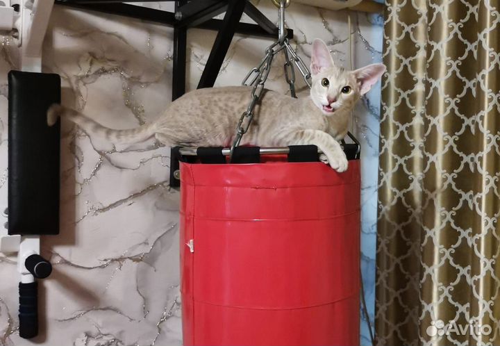 Ориентальный котик