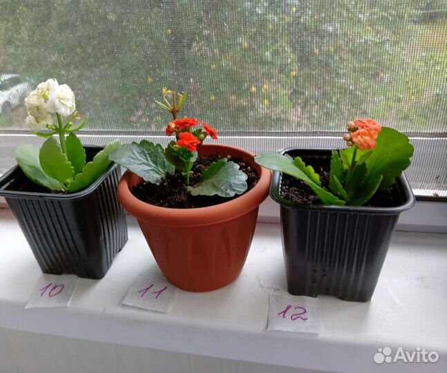 Каланхоэ Каландива, укоренённые листья