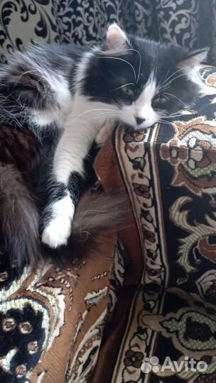 Кошка в дар