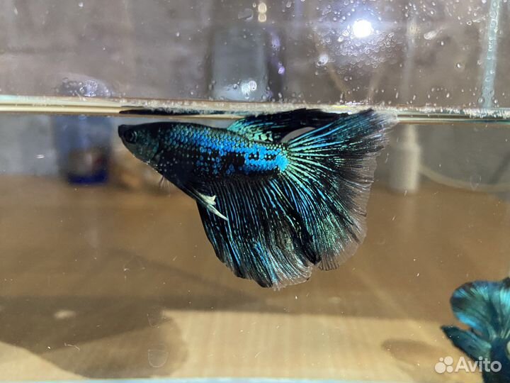 Рыбка петушок самец