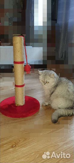 Когтеточка