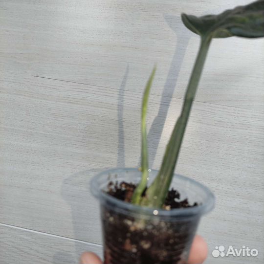 Карстенианум/монстера перу