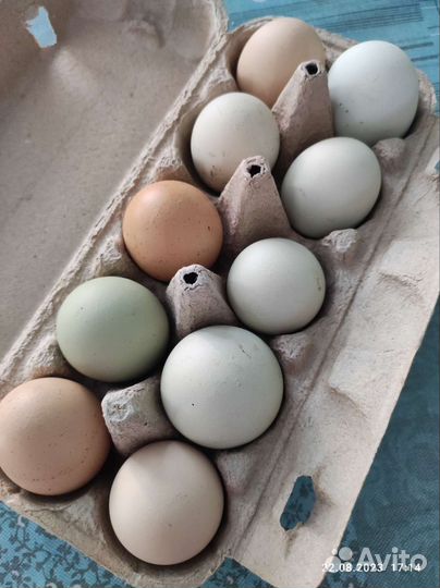 Домашние куры бройлеры