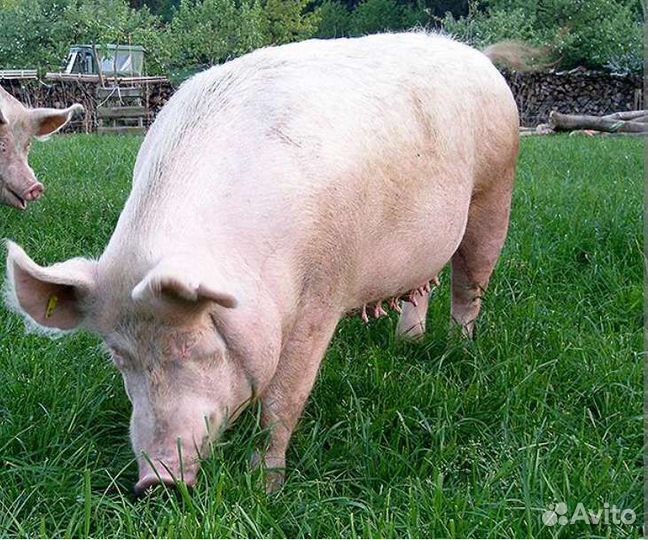 Мясо свинина домашняя