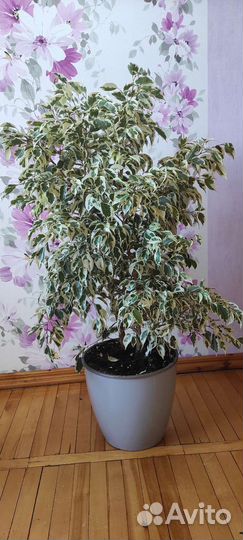 Фикус бенджамина большой