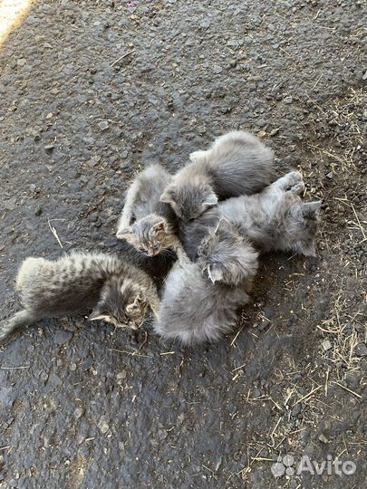 Котята в добрые руки