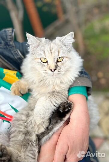 Кошка в дар