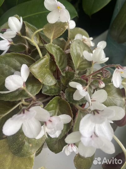 Фиалка цветущая в горшке