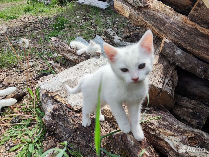 Белый котёнок