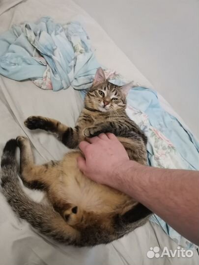 Котята в добрые руки бесплатно мальчик