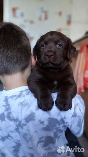 Щенки лабрадора