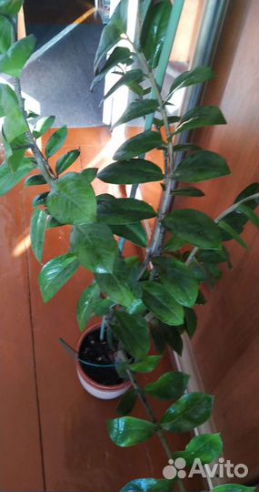 Замиокулькас растение, доллоровое дерево