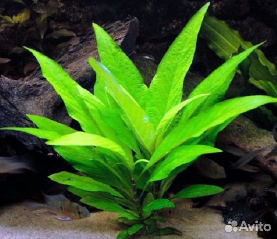 Растения для аквариума
