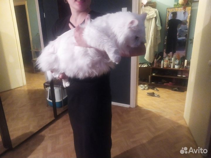 Огромный котик