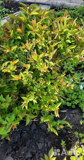 Декоративные кустарники. Пионы