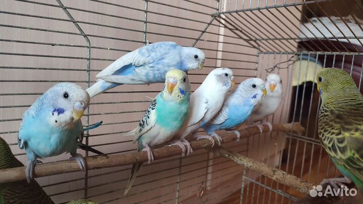 Волнистый попугайчик ручной