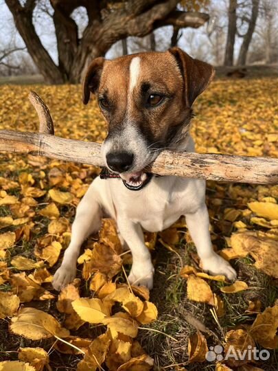 Собака джек рассел терьер вязка