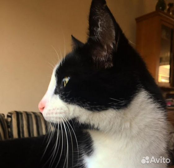 Прелестный котенок