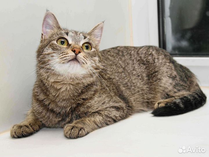 Прекрасная девочка Леся ищет передержку или дом