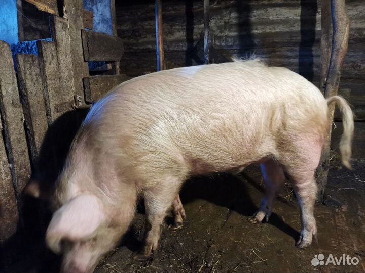 Хряк белый Ландрас
