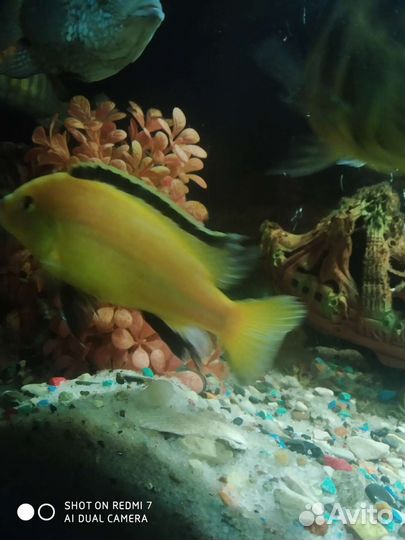 Рыба разная. Взрослая