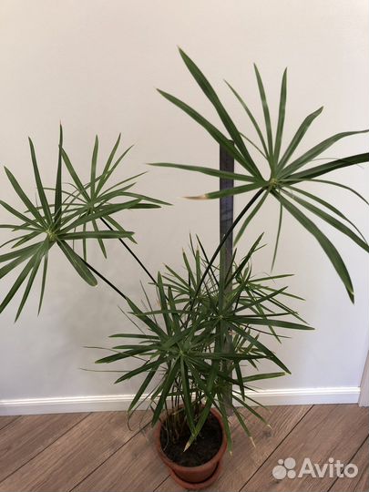 Циперус папирус