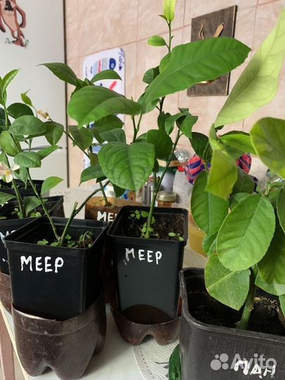 Лимон Мейера