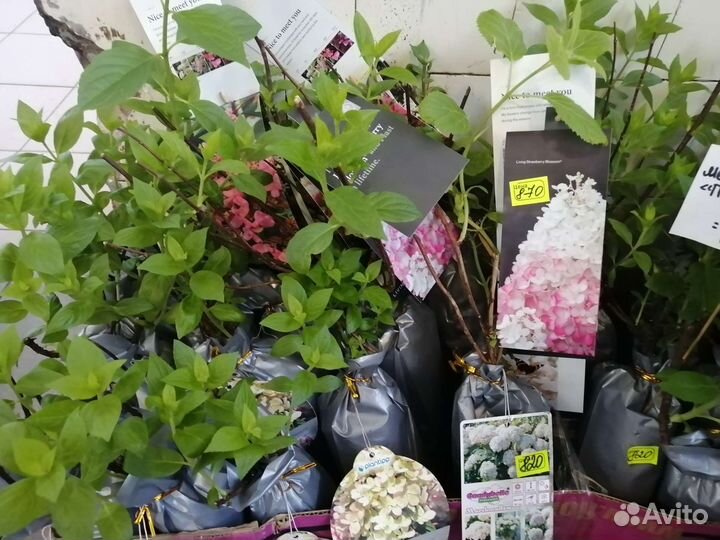 Гортензия, голубика, жимолость, клюква роза, пион