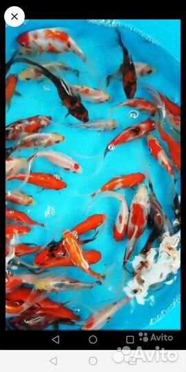 Карпы кои кометы