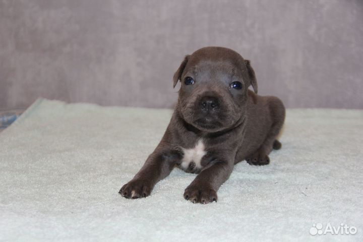 Стаффордширский бультерьер щенки