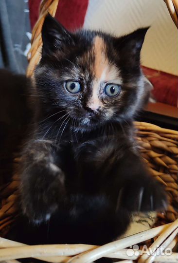 Британские котята золотая шиншилла