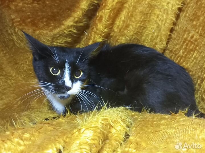 Стеша - красавица