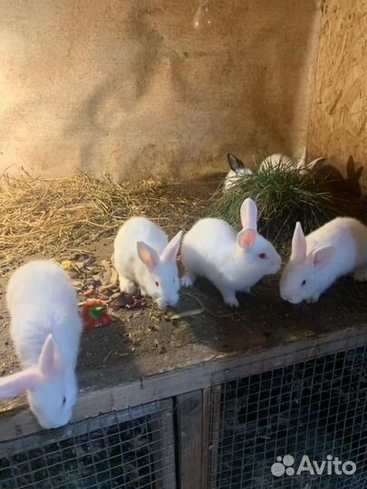 Крольчата