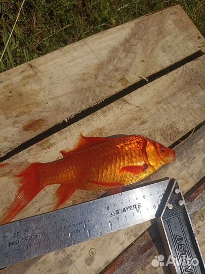 Живая рыба для пруда