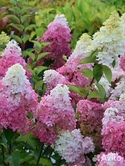 Продаю саженцы метельчатой гортензии Фрайз Мелба