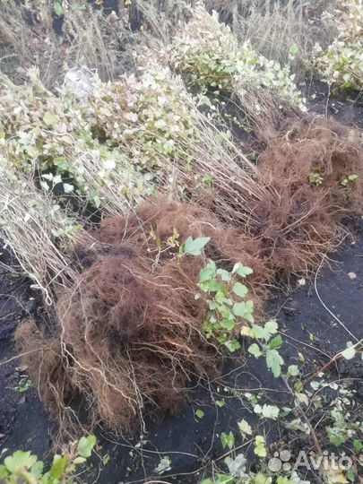 Спирея калинолистная (пузыреплодник, только оптом)