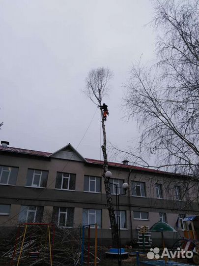 Профессиональный Спил деревьев, расчистка участков