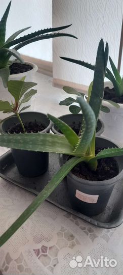 Алоэ и молочай