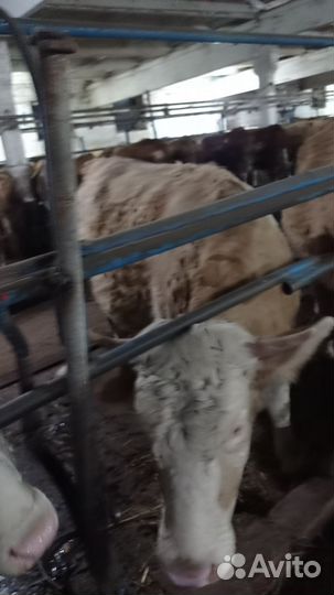 Нетель породы симентал