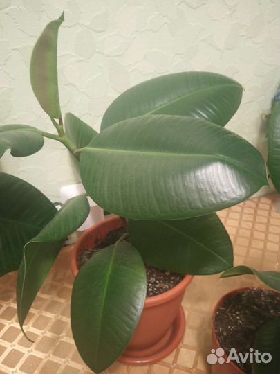 Фикус каучуконосный Абиджан