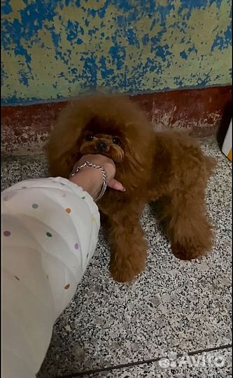 Той-пудель Тедди девочка Китай