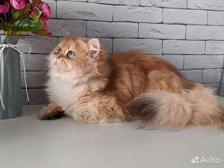 Золотые клубные британцы