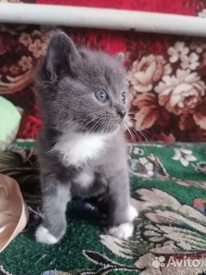 Кошки в добрые руки бесплатно