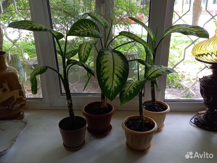 Диффенбахия в горшке 4 шт