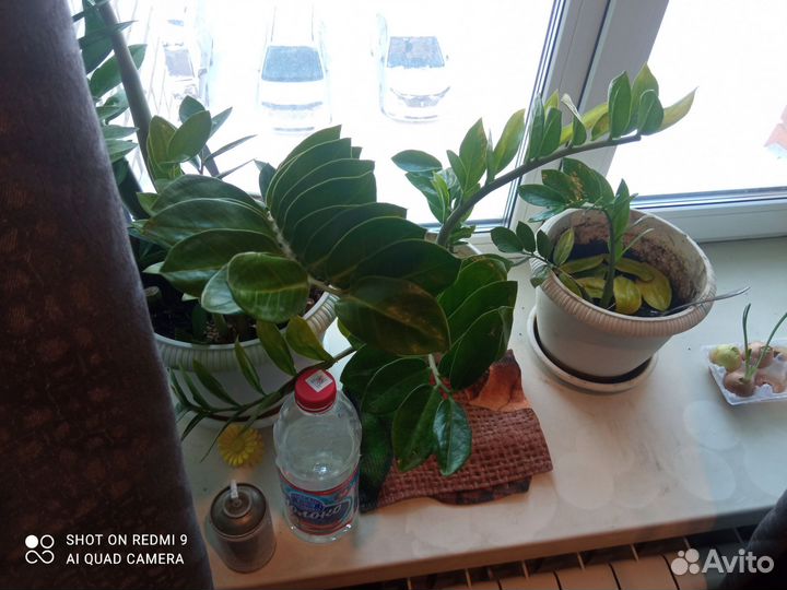 Замиокулькас