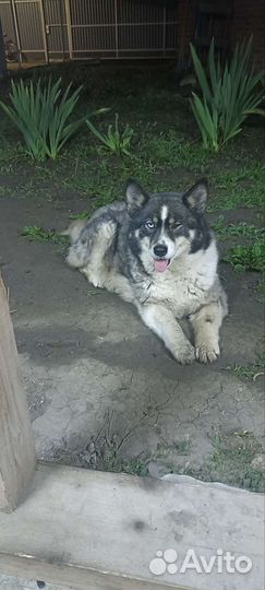 Собака в добрые руки отдам бесплатно