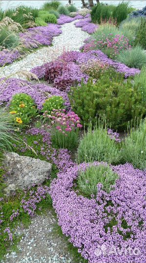 Тимьян ползучий