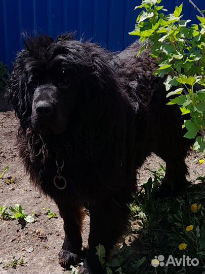 Собака тибетский мастиф